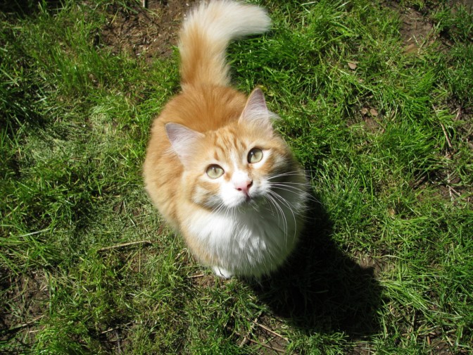 Il gatto vi mostra il lato B? Vuol dire “sei mio amico” – il Giornale