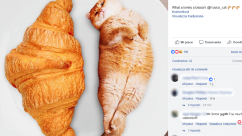 Le adorabili foto dei gatti photoshoppati nel cibo – 105.net