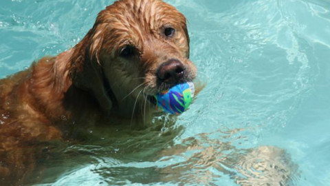 A Torino un cane su tre è obeso, aprono piscine specializzate – Fidelity News