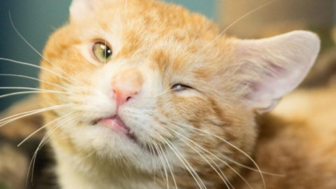 Gatto nato con una malformazione all'occhio, è diventata il suo … – Fidelity News