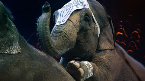 Elefante circo in fuga: rischio sicurezza. Urgente attuare Legge dismissione animali