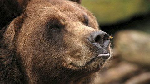 Orso ucciso da fucilata in Abruzzo: assolto imputato. Ricorriamo in Appello