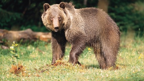 Orso ucciso nel Parco di Abruzzo: si accertino le responsabilit&agrave;!