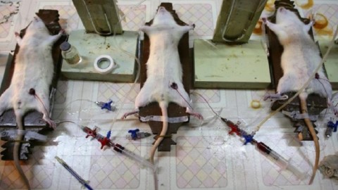 Giornata in memoria degli animali da laboratorio: noi non ci fermiamo