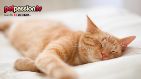 Sonnolenza a primavera: quali sono le cause? – Petpassion.tv