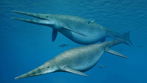 L'ittiosauro più grande mai scoperto – National Geographic Italia