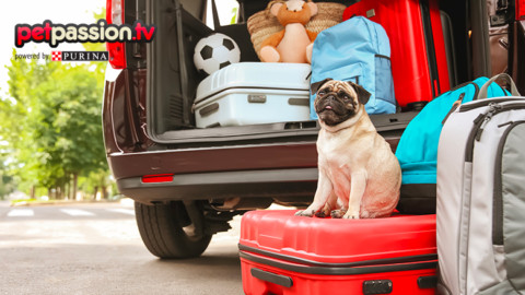 Gita fuori porta in compagnia del tuo cagnolino – Petpassion.tv