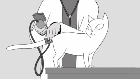 Maggio, un intero mese dedicato a conoscere l'ipertensione felina – Quotidiano.net