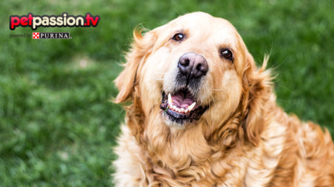 Pet senior… come nutrirli correttamente? – Petpassion.tv