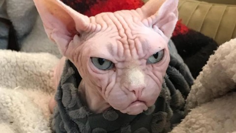 Loki il gatto “più arrabbiato” di Instagram per colpa delle sue rughe – La Stampa
