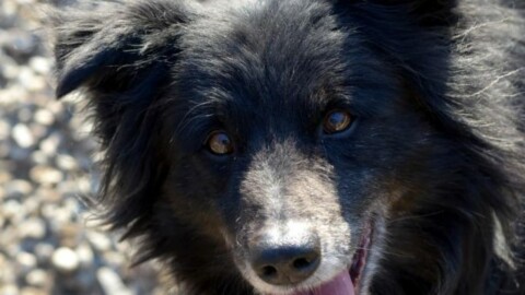Mole24zampe per le adozioni cani a Torino vi presentiamo Sid – Mole24