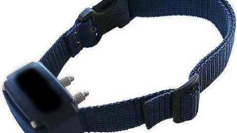 Il suo cane abbaia troppo, collare elettrico per “zittirlo”: padrone … – TrevisoToday