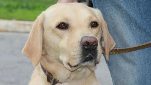 Obbligo di lavare via la pipì del cane: multe per i trasgressori – Leggo.it