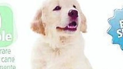 Col Gazzettino il Dizionario bilingue cane-italiano – Il Gazzettino