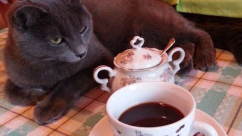 Dal Cat Cafè alla festa regionale del gatto: eventi per gli amici … – Il Gazzettino