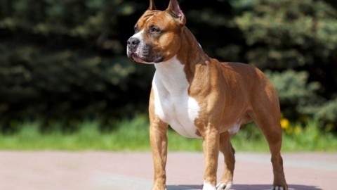 Cane da combattimento libero dal guinzaglio azzanna una … – Il Gazzettino