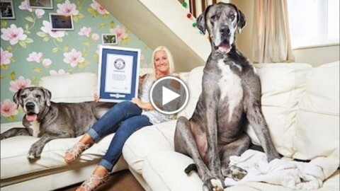 Gb, un metro e 35 per 70 chili: ecco Freddy, il cane più alto del mondo – La Repubblica