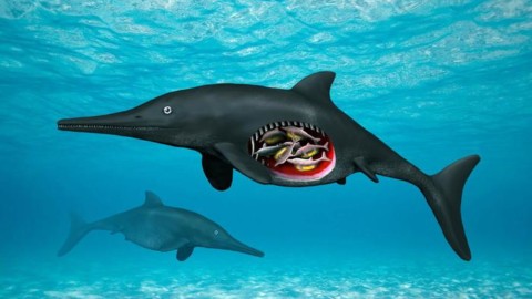 Dal Giurassico gli embrioni di un gigantesco rettile acquatico – ANSA.it
