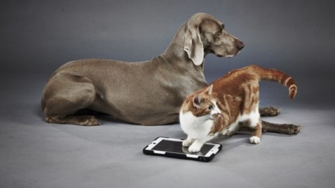 Google Lens: l'app che riconosce anche la razza degli animali – Ultima Voce (Blog)