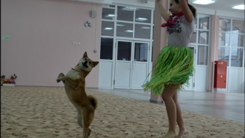 A scuola d'obbligo con il proprio cane: parte la sperimentazione in … – Rai News