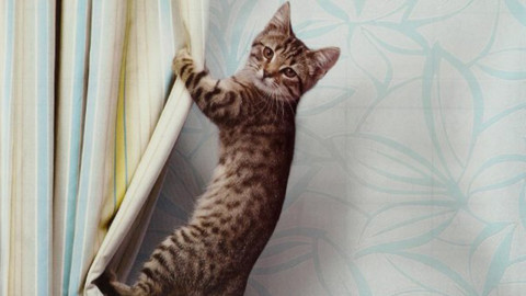 Piccolo vademecum per evitare che il gatto graffi i mobili di casa – Io Donna