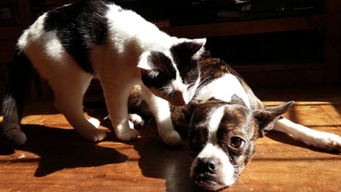 Arriva l'ok per sotterrare in terreni privati gli animali domestici – Il Nuovo Terraglio (Comunicati Stampa)