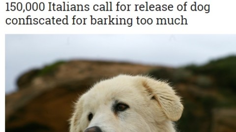 Cane Miro, parla la padrona: ''Sequestrare un cane non è come … – il Dolomiti