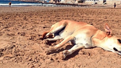 Marocco, massacro di cani randagi per la visita degli ispettori Fifa in … – Il Fatto Quotidiano