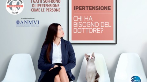 Maggio il primo “Mese dell'Ipertensione Felina”: il 74% dei … – Meteo Web