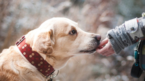 Come addestrare un cane: metodi educativi semplici ed efficaci – Donna Glamour