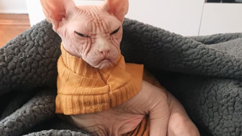 Loki, ecco il gatto più arrabbiato del mondo [FOTO] – Velvet Pets