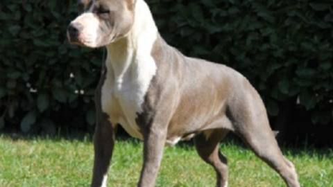 Aggressioni cani: cane da combattimento attacca due uomini e una … – www.amoreaquattrozampe.it (Blog)