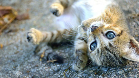 Gatti: i cibi per l'alimentazione umana compatibili – GreenStyle