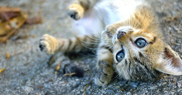 Gattino