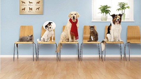 Detrazione spese veterinarie 730/2018: importo, franchigia e … – Informazione Fiscale