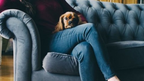 Netflix, streaming bestiale: binge watching con gli animali domestici – ZON.it