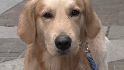 Cani e bambini sotto lo stesso tetto, il vademecum di ATS Insubria … – Espansione TV