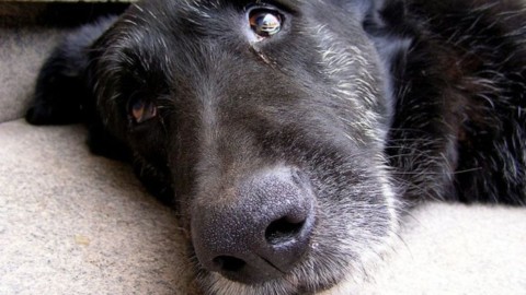 Fido potrà essere sepolto in giardino – RovigoInDiretta.it