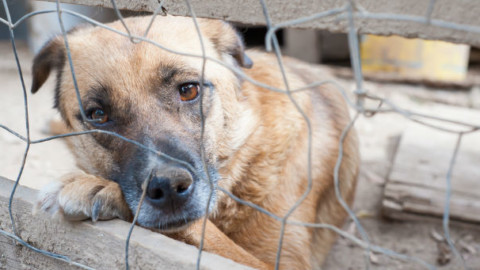 Nuove tasse per chi mantiene un cane: “E' così che si combatte il … – vistanet (Comunicati Stampa)