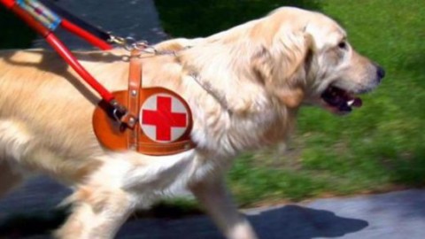Sardegna, cacciato il cane guida di un cieco: “Porta allergie”, il caso … – Casteddu on Line