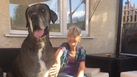 Freddy, il cane più grande del mondo – TPI