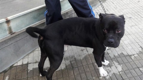 Sant'Elia: accalappiato il cane segnalato dai cittadini. Il proprietario … – vistanet (Comunicati Stampa)