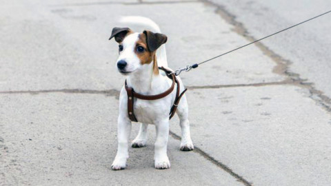 Butta il cane del figlio dal 7° piano e poi gli dice: “'Ste pagliacciate … – Il Sole 24 Ore