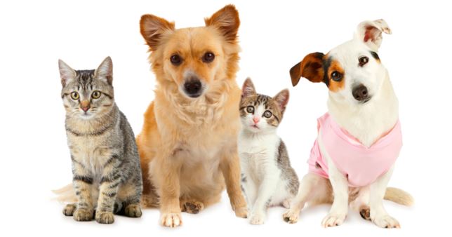 Primo piano di due cani e due gatti