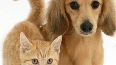 Cani e gatti nel lettone, così vivono più a lungo – Il Cittadino di Monza e Brianza