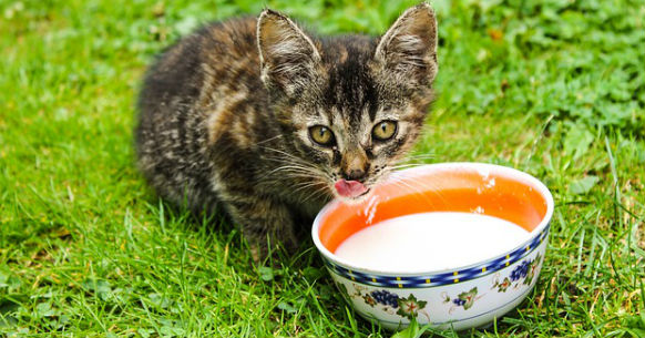 Gatto beve latte