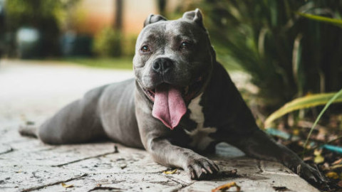 Cani: 5 motivi del cattivo odore – GreenStyle