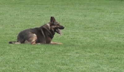 dressage cani
