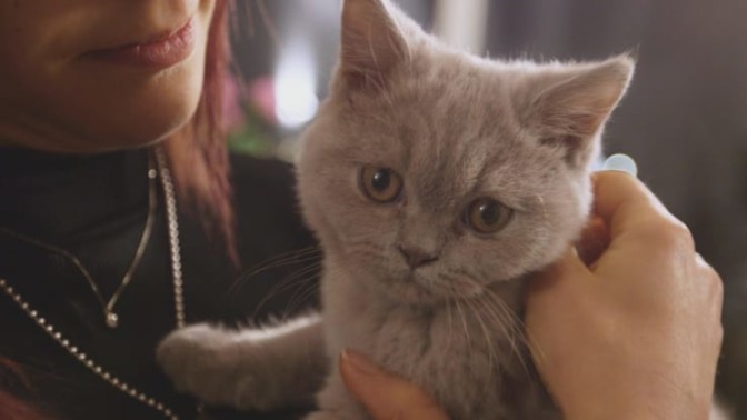 Matrimonio a Prima Vista 3, come gli animali domestici influenzano … – Sky Tg24