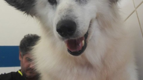 Sassari, al via il progetto “Adotta un cane a distanza” – SassariNotizie.com